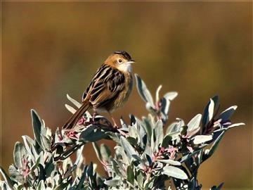 Golden-headed-Cisticola-16-107-2016 Jawbone (2)