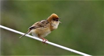 Golden-headed-Cisticola-07-11-2017-WTP (2)