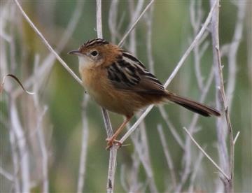 Golden-headed-Cisticola-128-04-2017 Jawbone