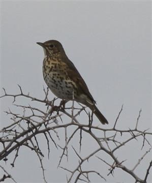 Song-Thrush-27-03-2016