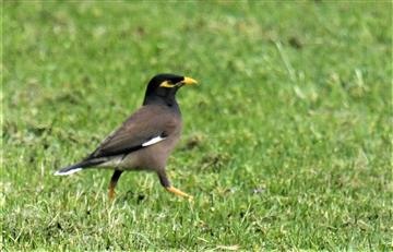 Common-Myna-07-10-2019-LT1_2217 (2)