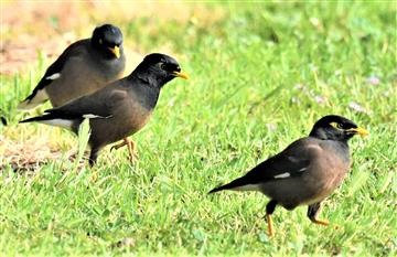 Common-Myna-04-09-2019-Lt1_1204 (2)