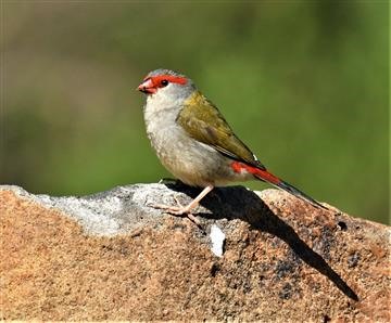 Red-browed-Finch-03-04-2020-LT1_4268 (2)