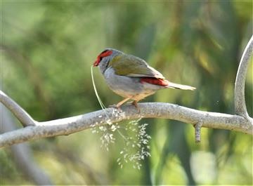 Red-browed-Finch-22-10-2019-LT1_2553 (2)