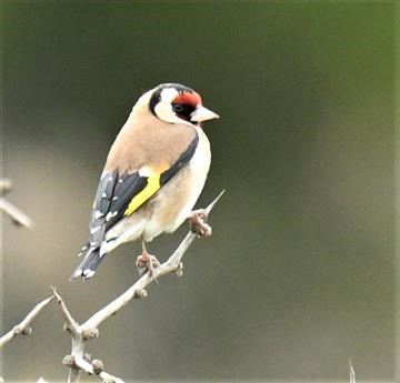 European-Goldfinch-03-08-2019-LT1_0685 (2)