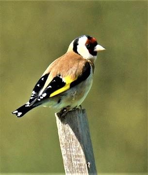 European-Goldfinch-19-08-2019-LT1_0920 (2)