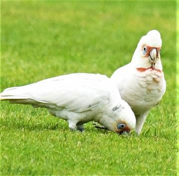 Long-billed-Corella-22-06-2020-LT1_5025  (2)