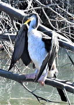 Australasian-Darter-(F)-22-07-2019-LT1_0452 (2)