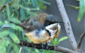 Eastern-Spinebill-23-05-2021-LT1_8567 (2)