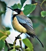 Eastern-Spinebill - Foster