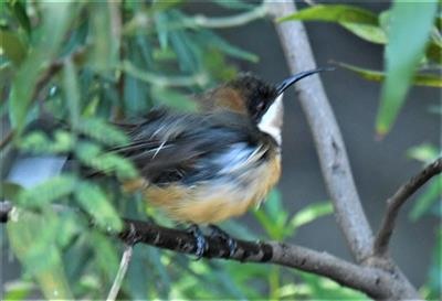 Eastern-Spinebill 23-05-2021-LT1_8565 (2)