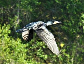 Great -Cormorant-27-03-2020-LT1_4153 (2)