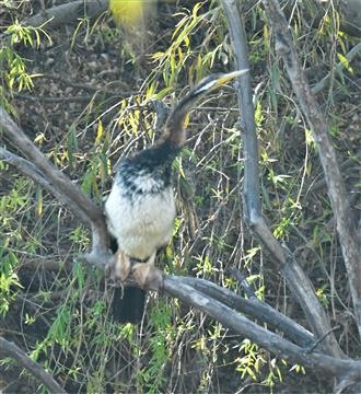 Australasian-Darter-(Imm F)-28-02-2021-LT1_7533 (2)