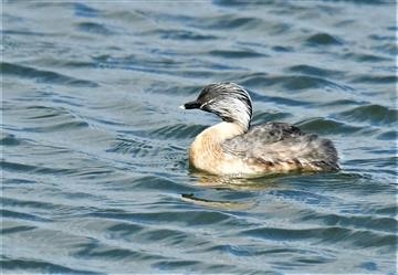 Hoary-headed-Grebe-04-02-2020-(W'town-Wetlands)-LT1_3713 (2)