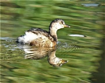 Australasian-Grebe-08-05-2020-LT1_4657 (2)