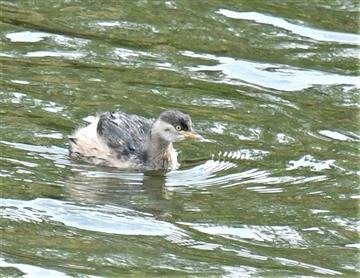 Australasian-Grebe-07-06-2021-LT1_8701 (2)