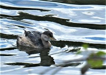 Australasian-Grebe-07-06-2021-LT1_8705 (2)