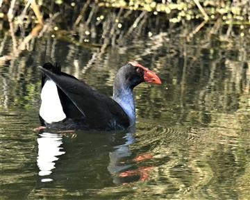 Australasian-Swamphen-14-10-2019-LT1_2376 (2)