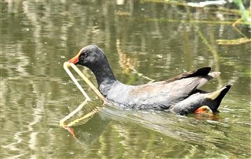 Dusky-Moorhen-31-12-2019-LT1_3397 (2)