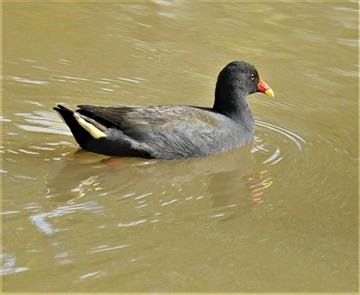 Dusky-Moorhen-24-08-2020-LT1_54569 (2)