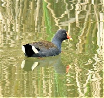 Dusky-Moorhen-22-06-2020-LT1_5011 (2)