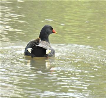 Dusky-Moorhen-12-06-2021-LT1_8785 (2)