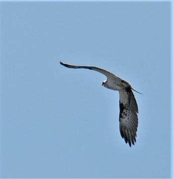 White-bellied-Sea-Eagle-26-09-2019-LT1_1735-Toondah Harbour Bris Qld