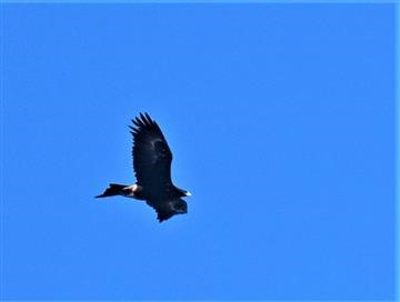 Wedge-tailed-Eagle-05-05-2021-LT1_8345-(1of 2)