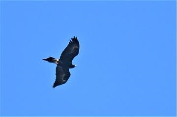 Wedge-tailed-Eagle-05-05-2021-LT1_8345-(2of 2)