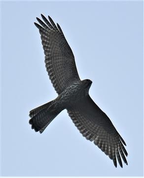 Brown-Goshawk-29-03-2021-LT1_7698 (2)