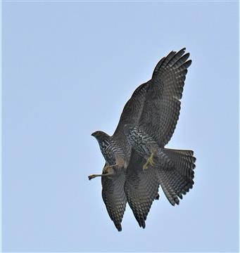 Brown-Goshawk-(Pr)-29-03-2021-LT1_7691 (2)