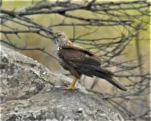 Brown-Goshawk-(Juv)-14-07-2020-LT1_5137 (2)