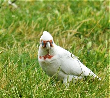 Long-billed-Corella-30-09-2020-LT1_5998 (2)