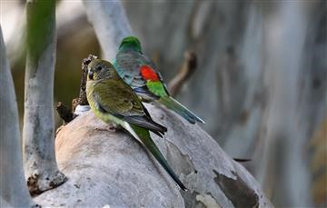 Red-rumped-Parrot 14-06-2021--Werribee River Park-AndrewT