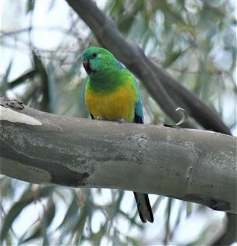 Red-rumped-Parrot-(M)-14-06-2021-LT_8820-(2)-Werribee River Park