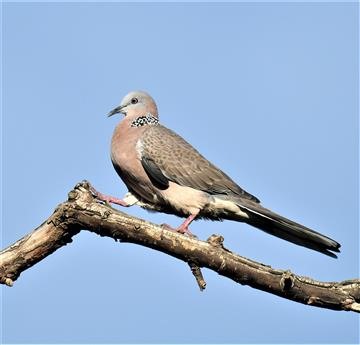 Spotted-Dove-07-05-2021-LT1_8392 (2)