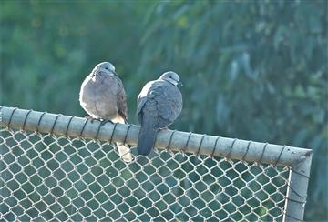 Spotted-Dove-18-06-2020-LT1_4946 (2)