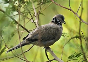 Spotted-Dove-13-02-2021-LT1_7340 (2)