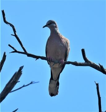 Spotted-Dove-10-03-2021-LT1_7623 (2)