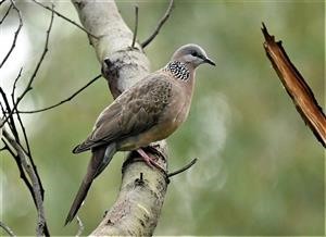 Spotted-Dove-22-07-2021-LT1_9167 (2)