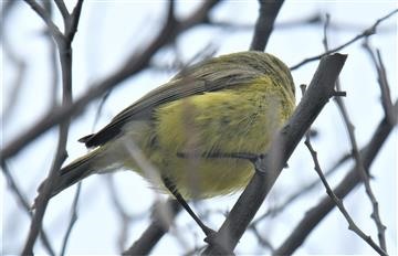 Yellow-Thornbill-15-12-2019-LT1_3153 (2) (3)