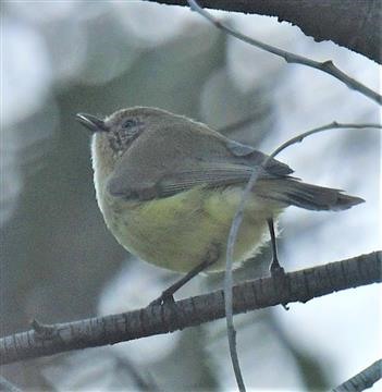 Yellow-THornbill-13-08-2020-LT1_5390 (3) (3)