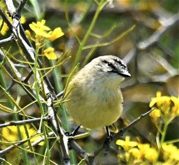 Yellow-rumped-TThornbill-14-10-2019-LT1_2406 (2)