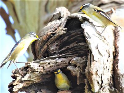 Striated-Pardalote-16-06-2017-Woodlands HistPark-IMG_1399 (2)