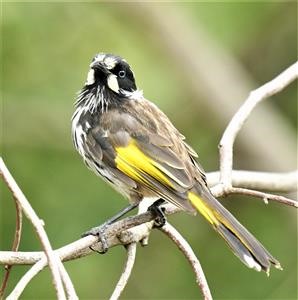 New-Holland Honeyeater-13-02-2021-LT1_7356 (2)