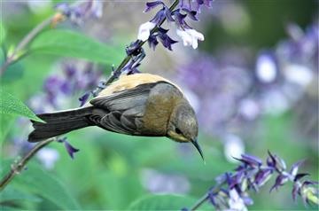 Eastern-Spinebill-(Juv)-03-02-2021-Foster-LT1_7185 (2)