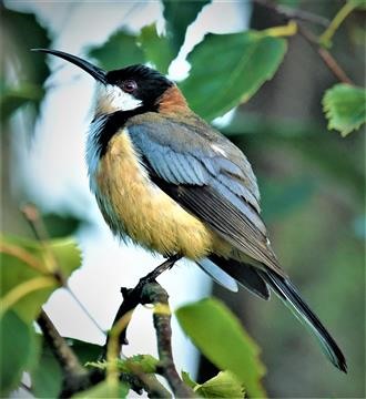 Eastern-Spinebill-04-02-2021-Foster-LT1_7218 (3)