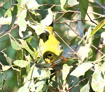 Bell-Miner-30-09-2019-Mt Nebo-Bris-LT1_1846