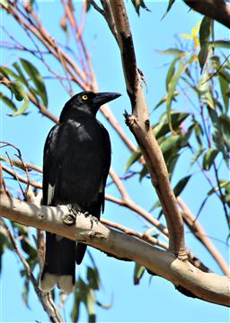 Pied-Currawong-30-09-2019-Mt-Nebo-Bris-IMG_0936