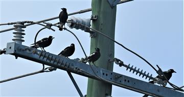 Australian-Magpie-14-09-2020-LTY1_5737 (2)